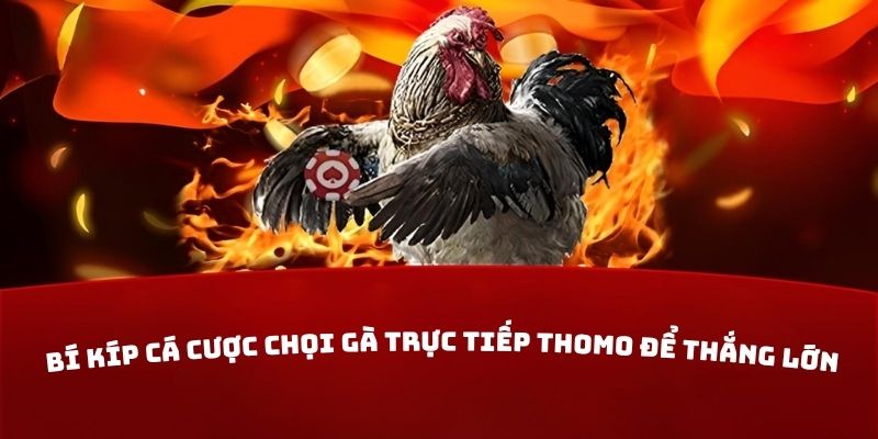 Bí kíp cá cược chọi gà trực tiếp Thomo để thắng lớn