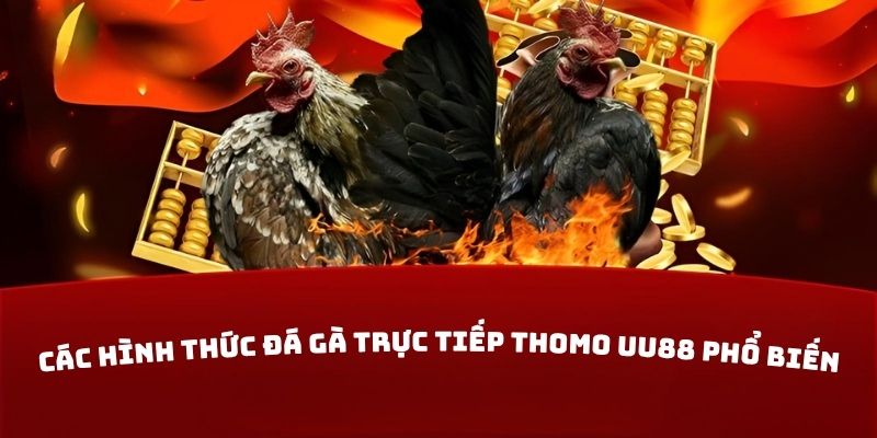 Các hình thức đá gà trực tiếp Thomo UU88 phổ biến