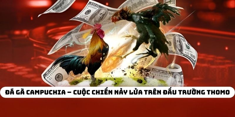 Đá Gà Campuchia – Cuộc Chiến Nảy Lửa Trên Đấu Trường Thomo
