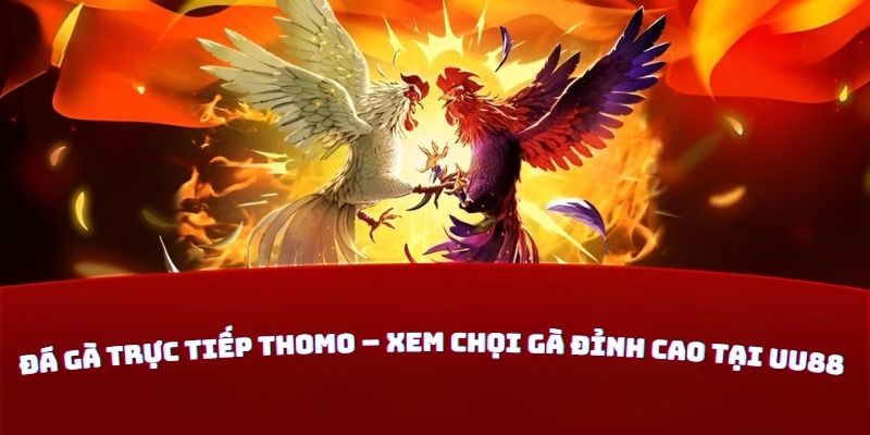 Đá Gà Trực Tiếp Thomo – Xem Chọi Gà Đỉnh Cao Tại UU88