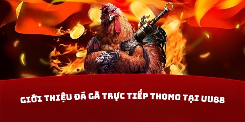 Giới thiệu đá gà trực tiếp Thomo tại UU88