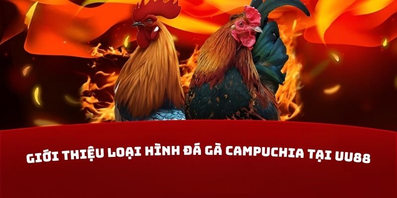 Giới thiệu loại hình đá gà Campuchia tại UU88