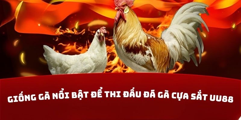 Giống gà nổi bật để thi đấu đá gà cựa sắt UU88
