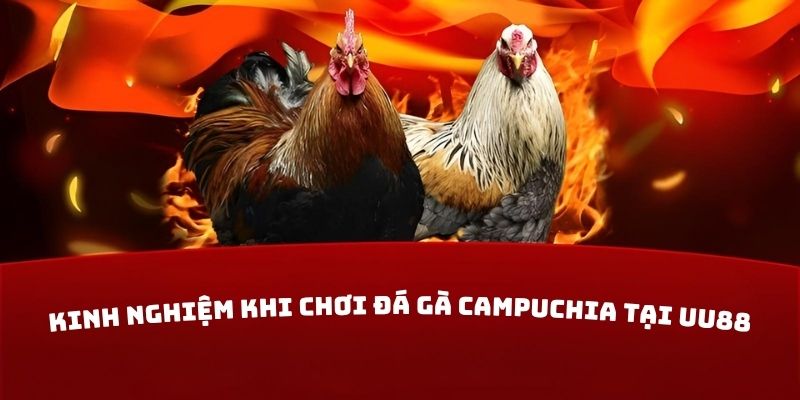 Kinh nghiệm khi chơi đá gà Campuchia tại UU88