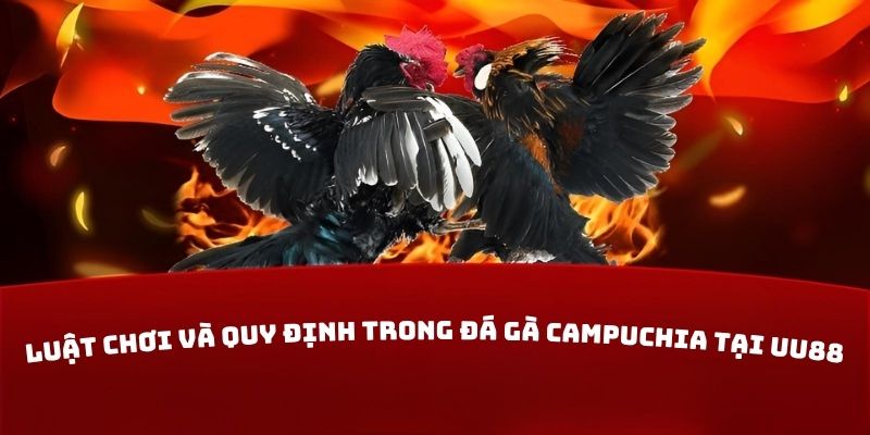 Luật chơi và quy định trong đá gà Campuchia tại UU88