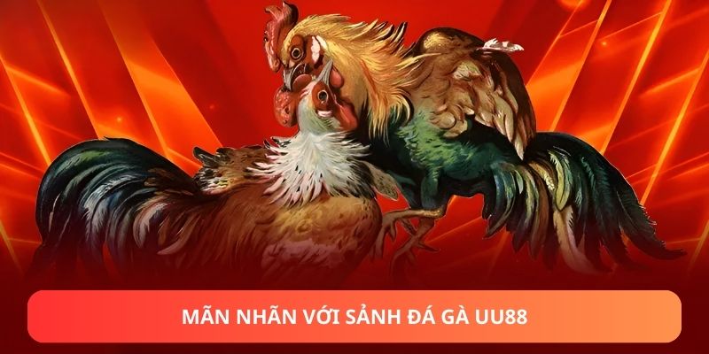 Mãn nhãn với sảnh đá gà UU88