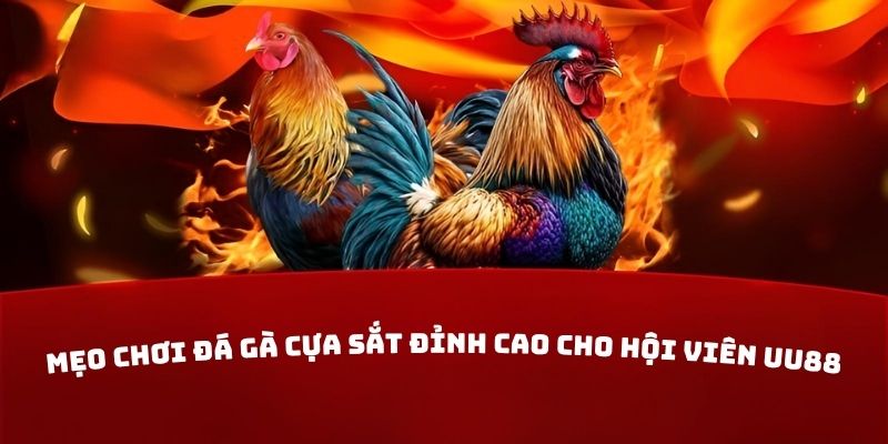 Mẹo chơi đá gà cựa sắt đỉnh cao cho hội viên UU88
